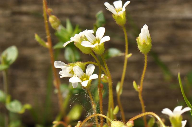 Saxifraga tridactylites (door Willie Riemsma)