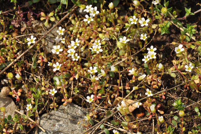Saxifraga tridactylites (door Willie Riemsma)