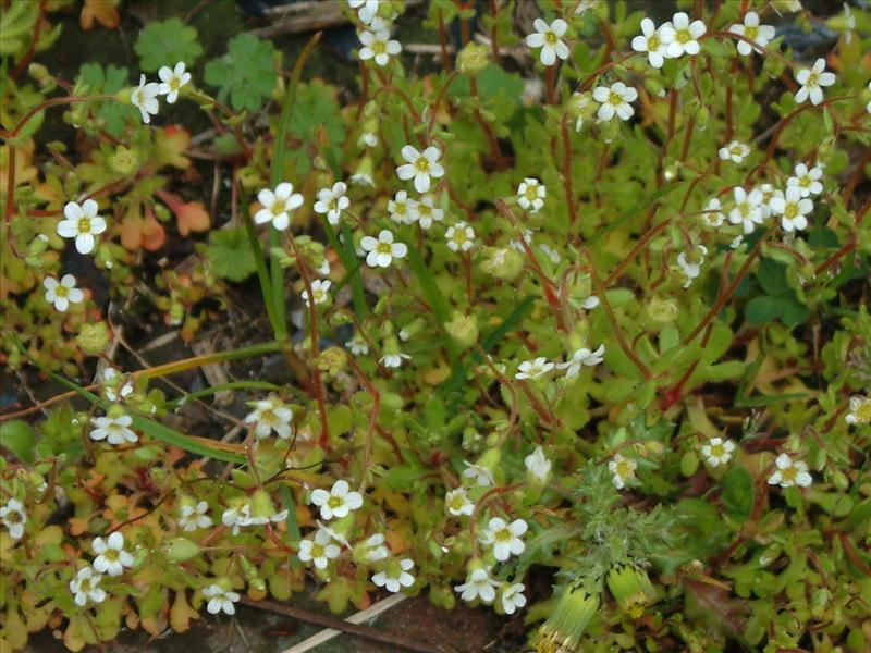 Saxifraga tridactylites (door Adrie van Heerden)