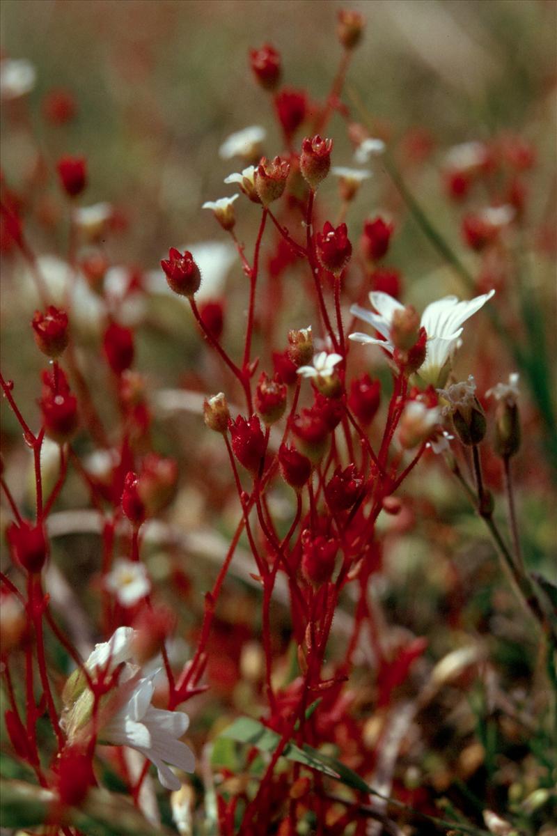 Saxifraga tridactylites (door Adrie van Heerden)