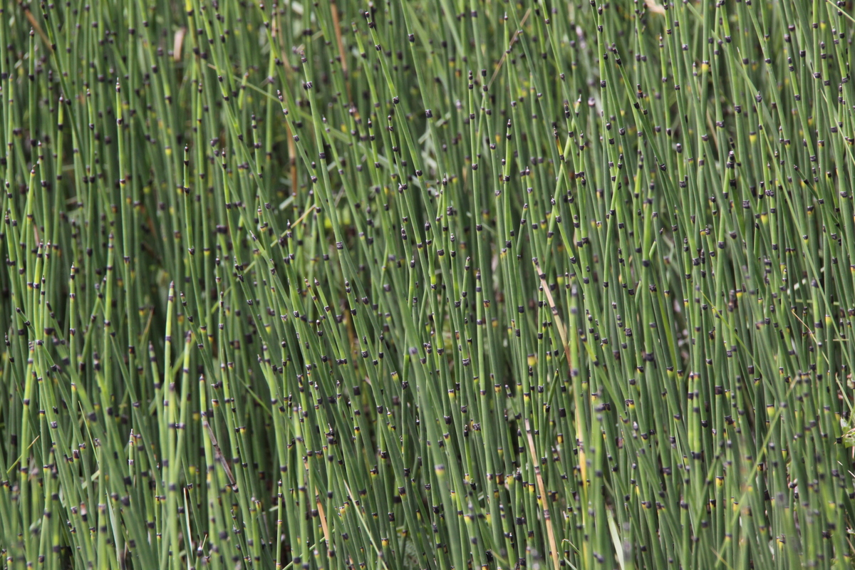 Equisetum hyemale/x moorei (door Peter Meininger)