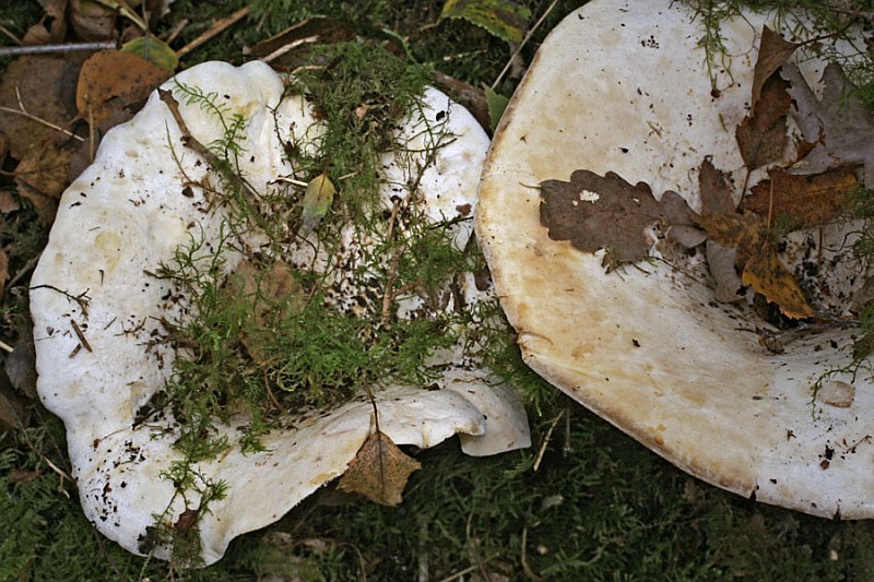 Lactifluus vellereus (door Gerben Winkel)