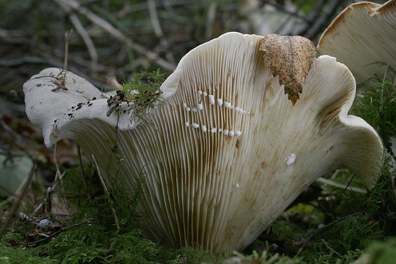 Lactifluus vellereus (door Gerben Winkel)