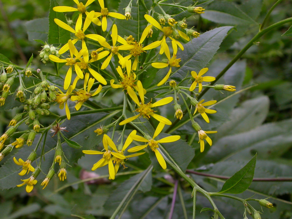 Senecio ovatus (door Peter Meininger)