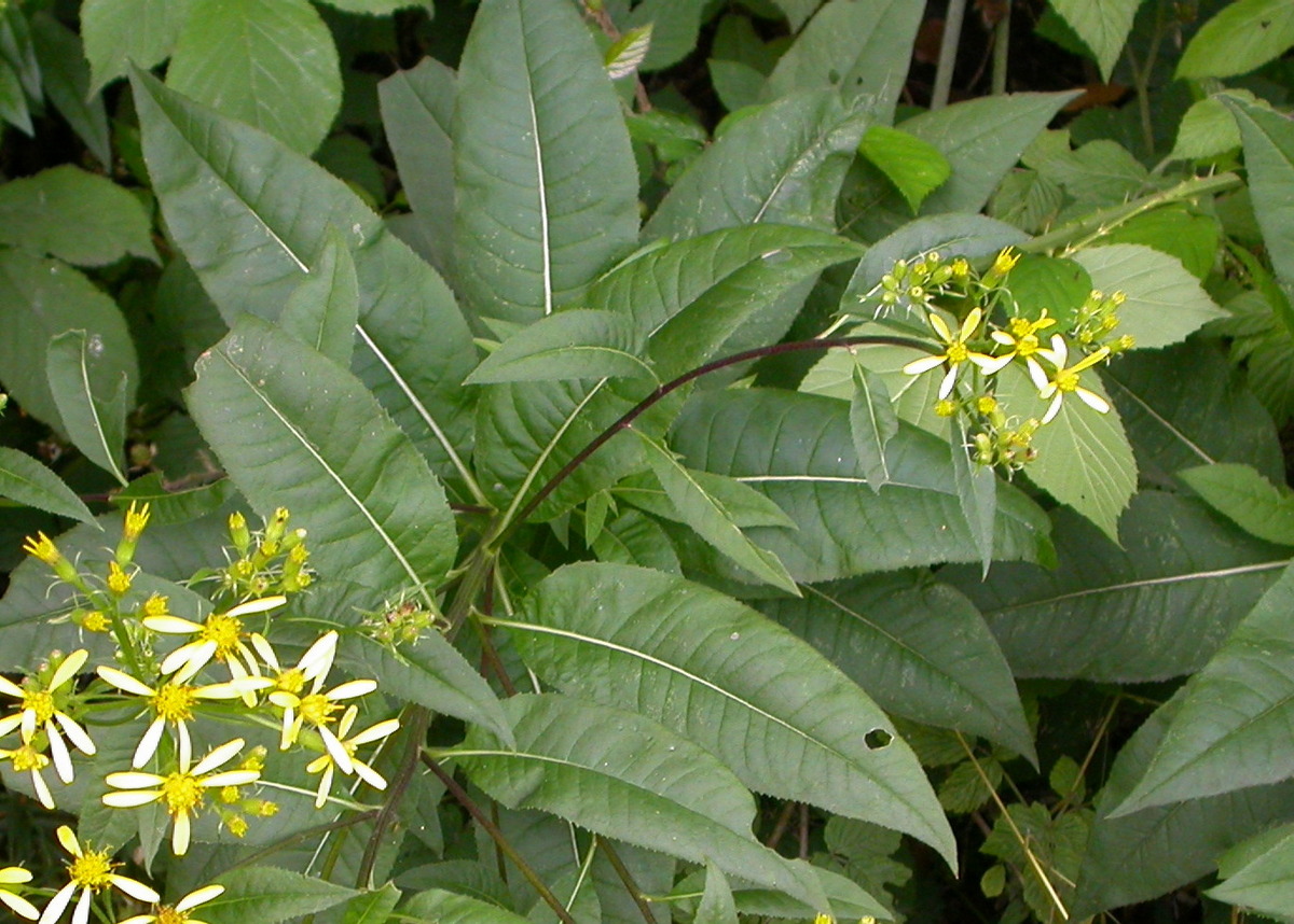 Senecio ovatus (door Peter Meininger)