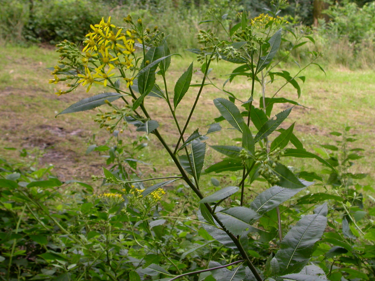 Senecio ovatus (door Peter Meininger)