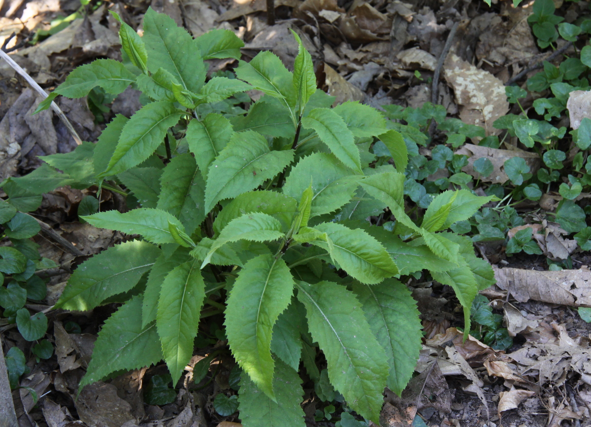 Senecio ovatus (door Peter Meininger)