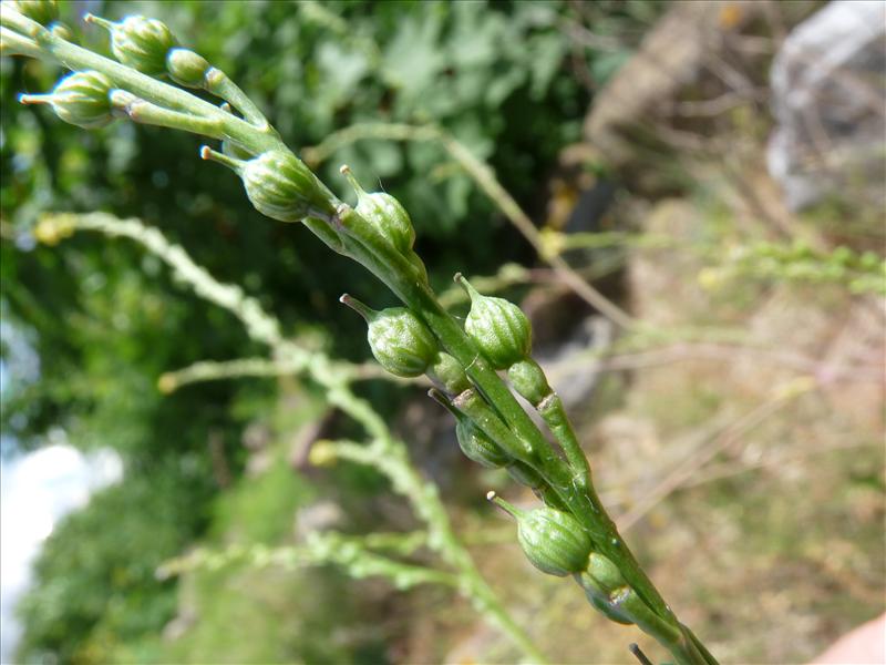 Rapistrum rugosum (door Willemien Troelstra)