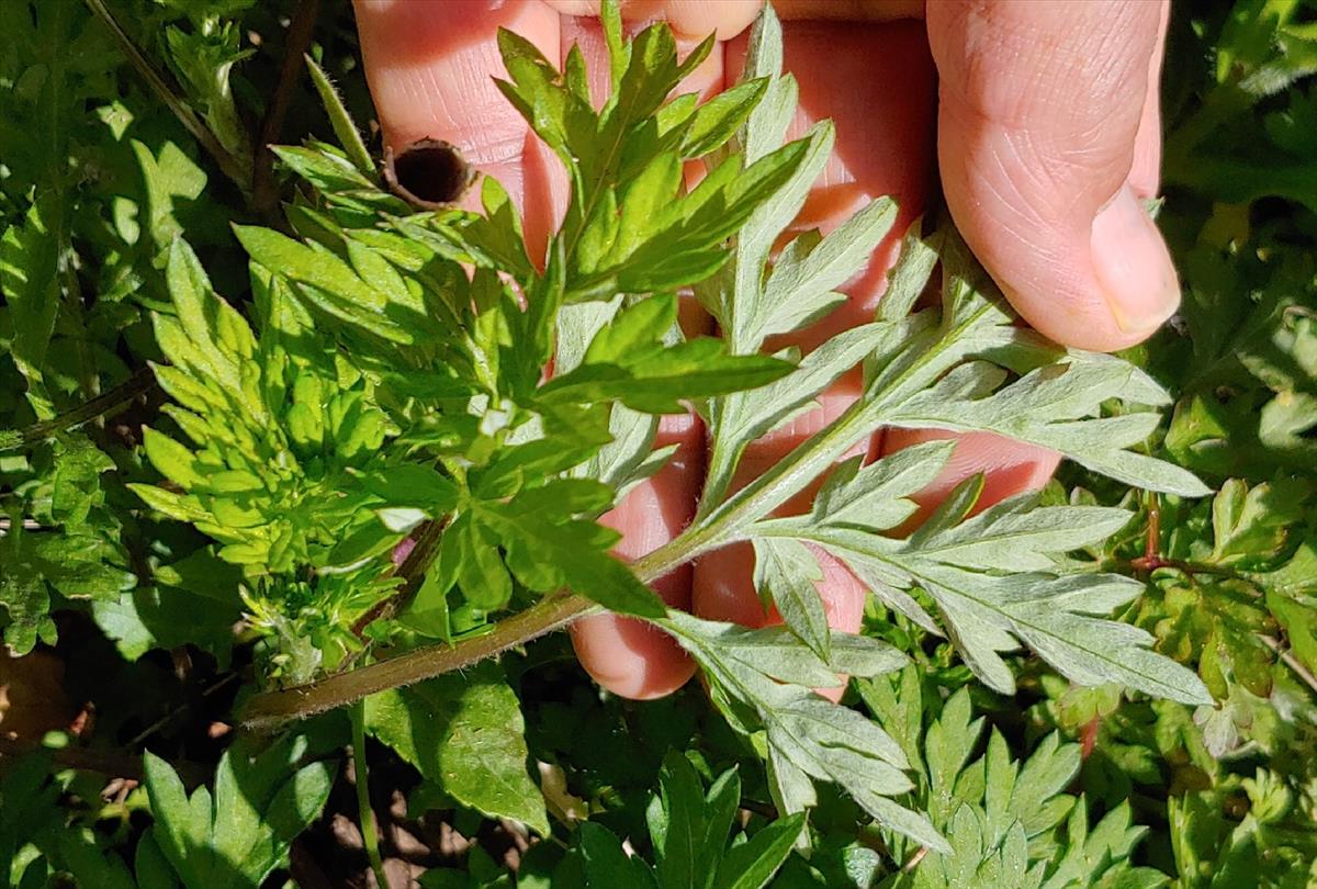 Artemisia verlotiorum (door Peter Wetzels)