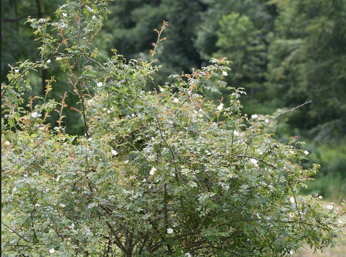Rosa agrestis (door Jan Klinckenberg)