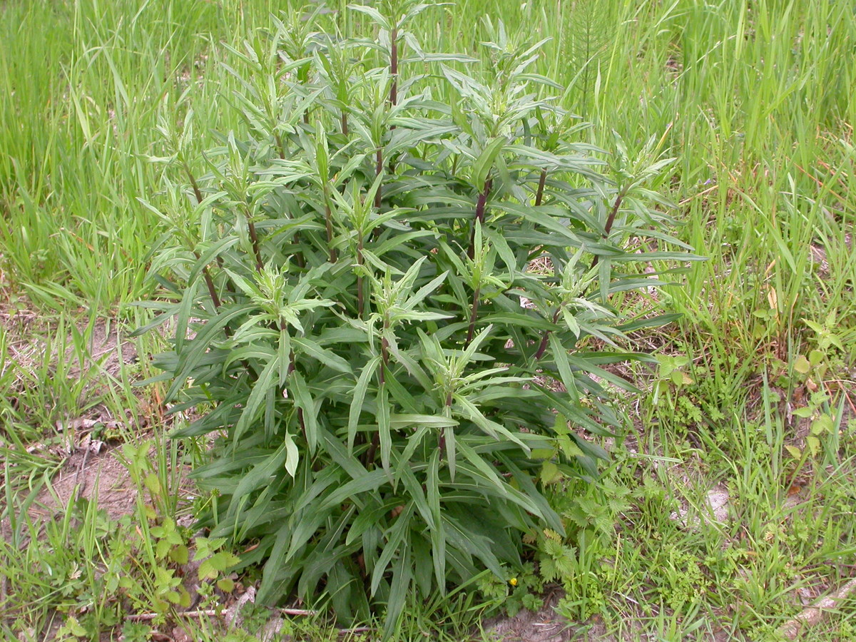 Hieracium sect. Hieracioides (door Peter Meininger)