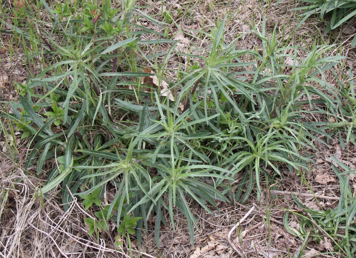 Hieracium sect. Hieracioides (door Peter Meininger)