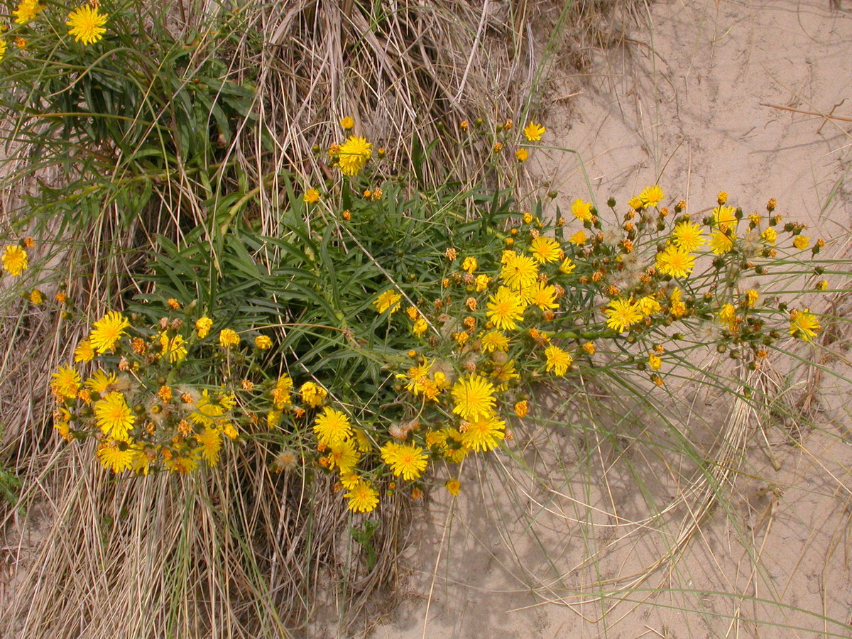 Hieracium sect. Hieracioides (door Peter Meininger)