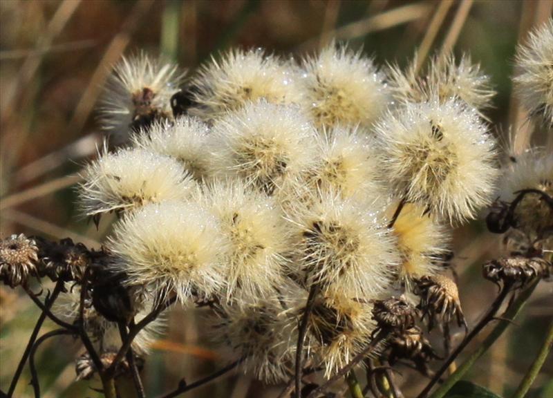 Hieracium sect. Hieracioides (door Peter Meininger)