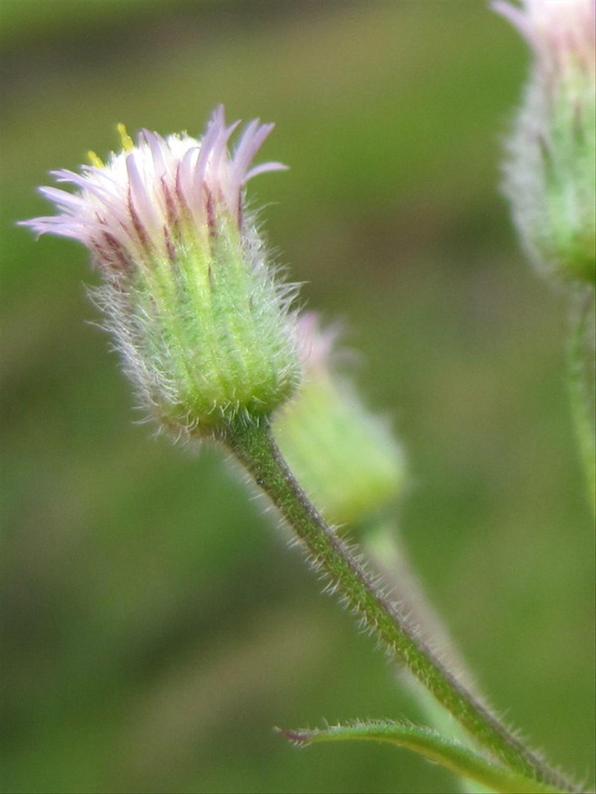 Erigeron acris (door Grada Menting)