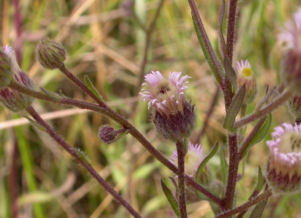 Erigeron acris (door Peter Meininger)