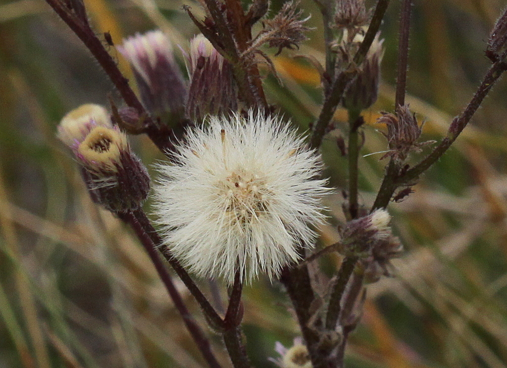 Erigeron acris (door Peter Meininger)