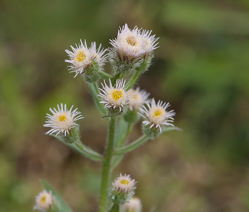 Erigeron acris (door Wijnand van Buuren)