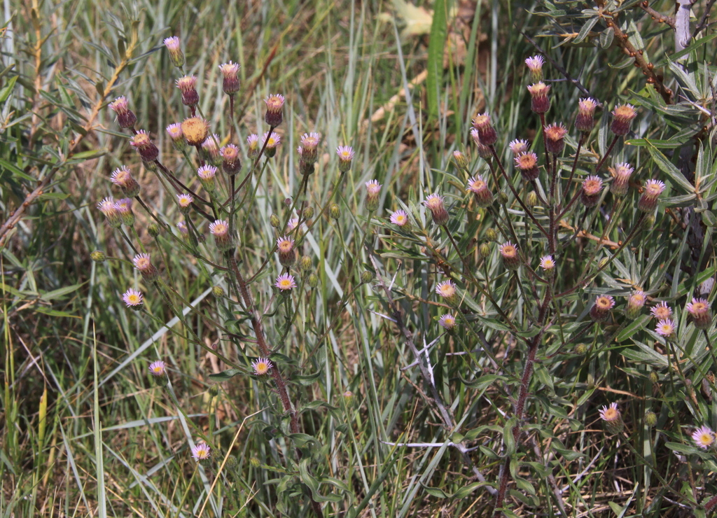 Erigeron acris (door Peter Meininger)