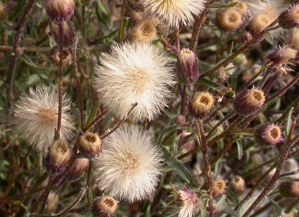 Erigeron acris (door Peter Meininger)