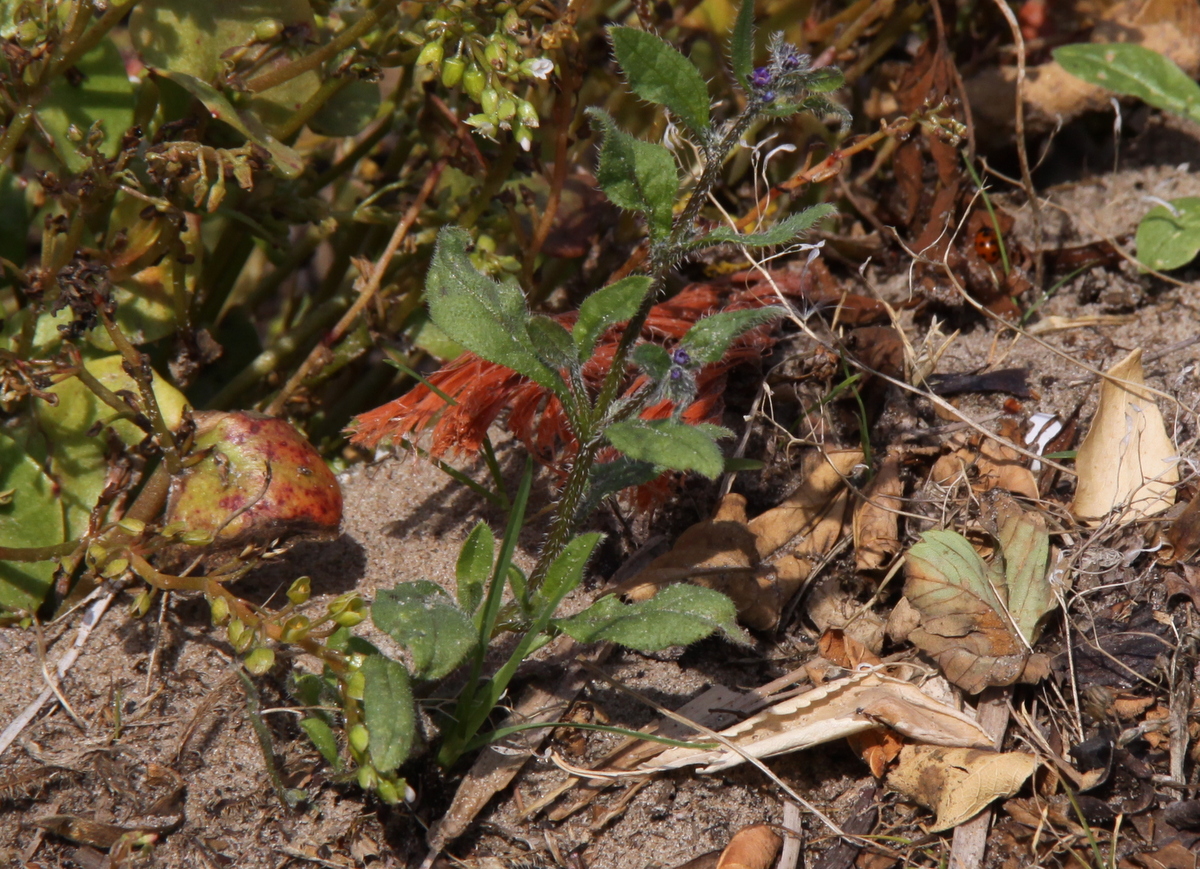 Asperugo procumbens (door Peter Meininger)