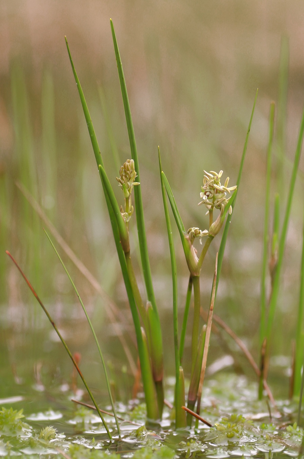 Scheuchzeria palustris (door Bert Blok)