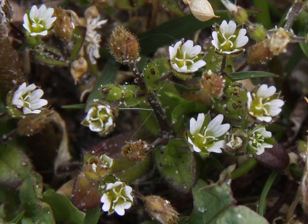 Cerastium diffusum (door Peter Meininger)