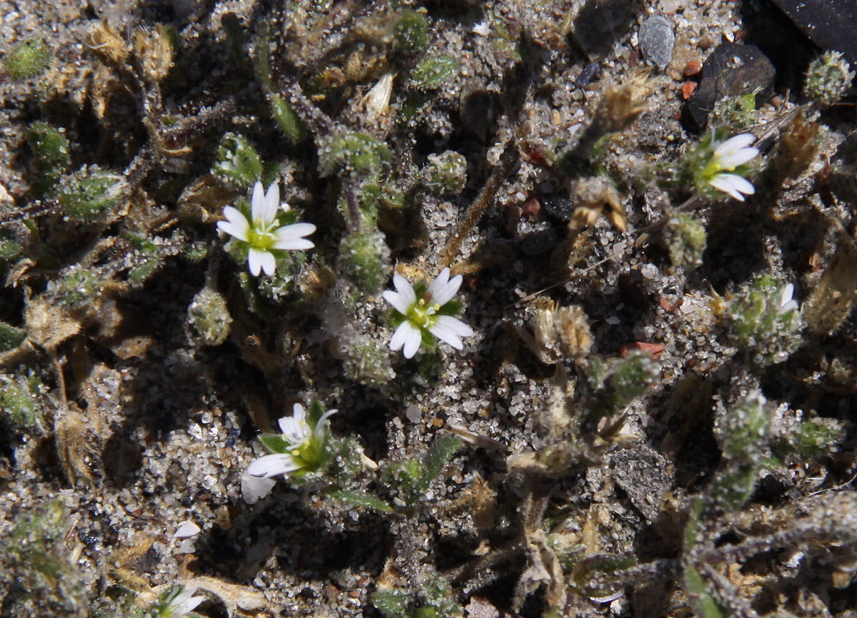 Cerastium diffusum (door Peter Meininger)