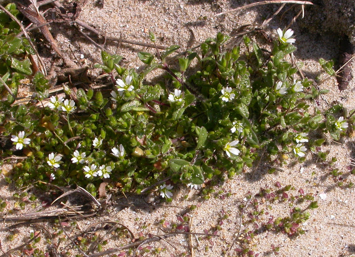 Cerastium diffusum (door Peter Meininger)