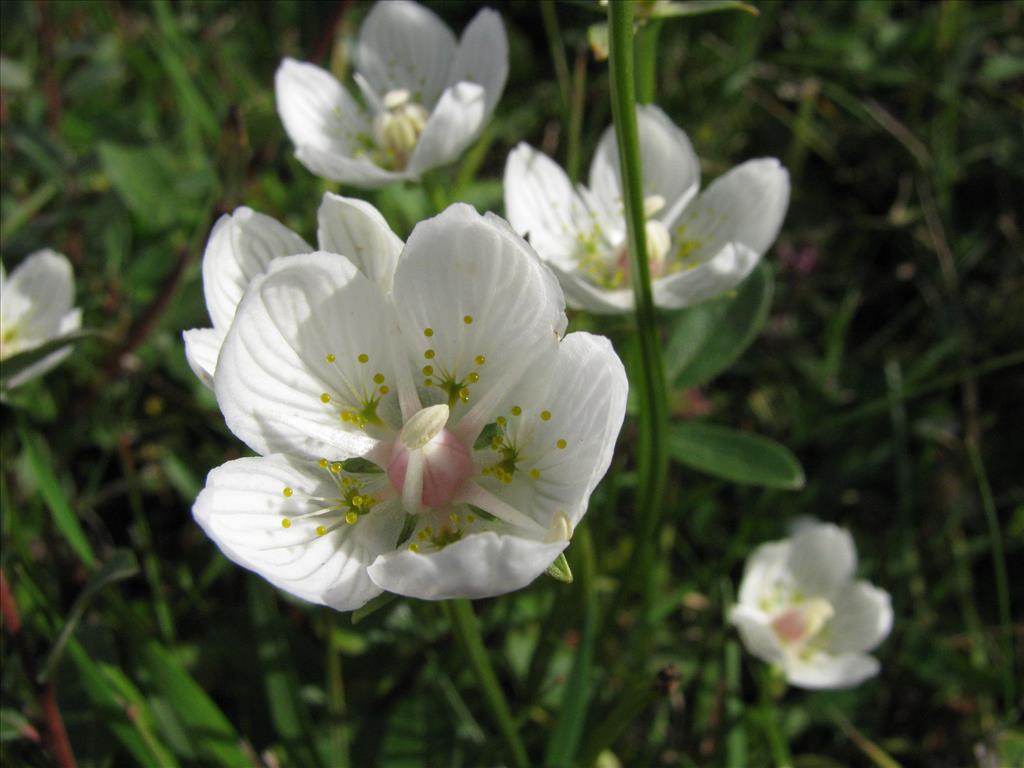 Parnassia palustris (door J.L.J. Wolfs)