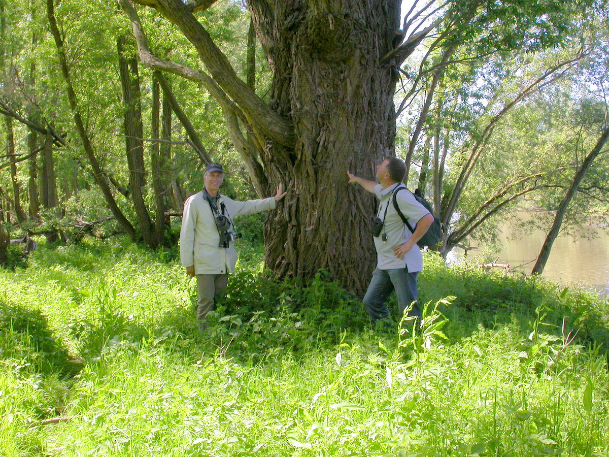 Salix alba (door Peter Meininger)