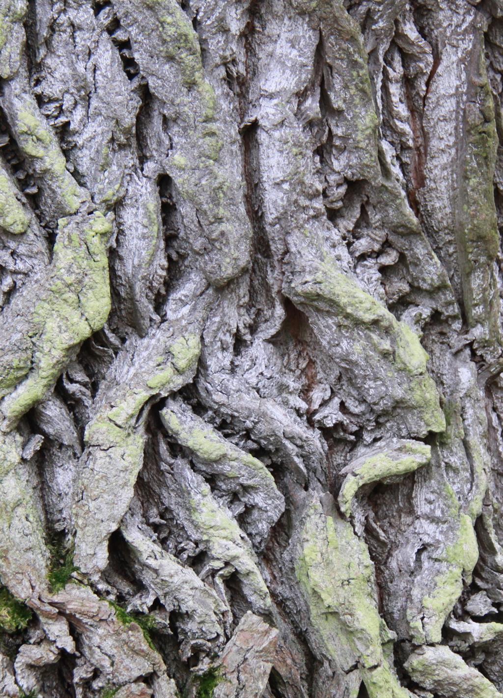 Salix alba (door Peter Meininger)