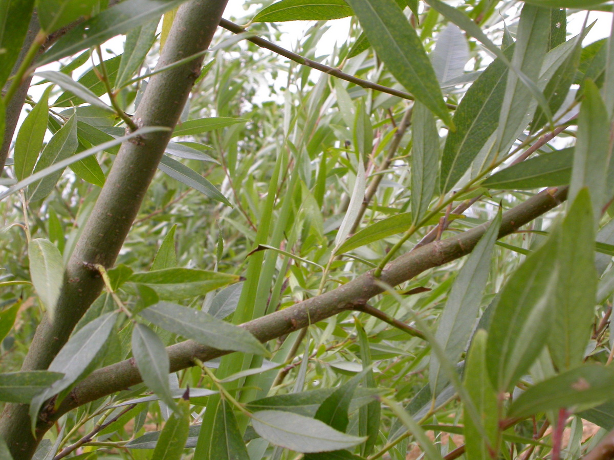 Salix alba (door Peter Meininger)