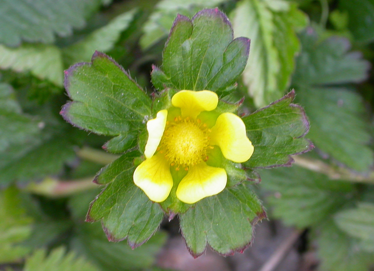 Potentilla indica (door Peter Meininger)