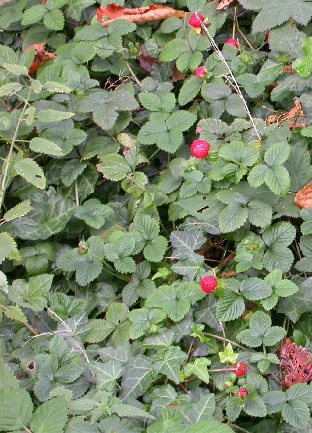 Potentilla indica (door Peter Meininger)