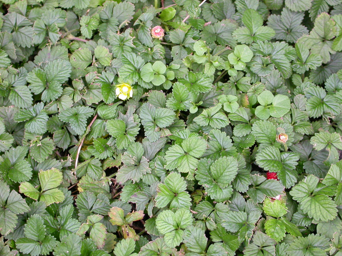 Potentilla indica (door Peter Meininger)