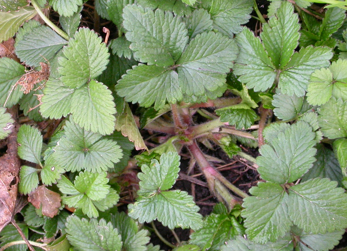 Potentilla indica (door Peter Meininger)