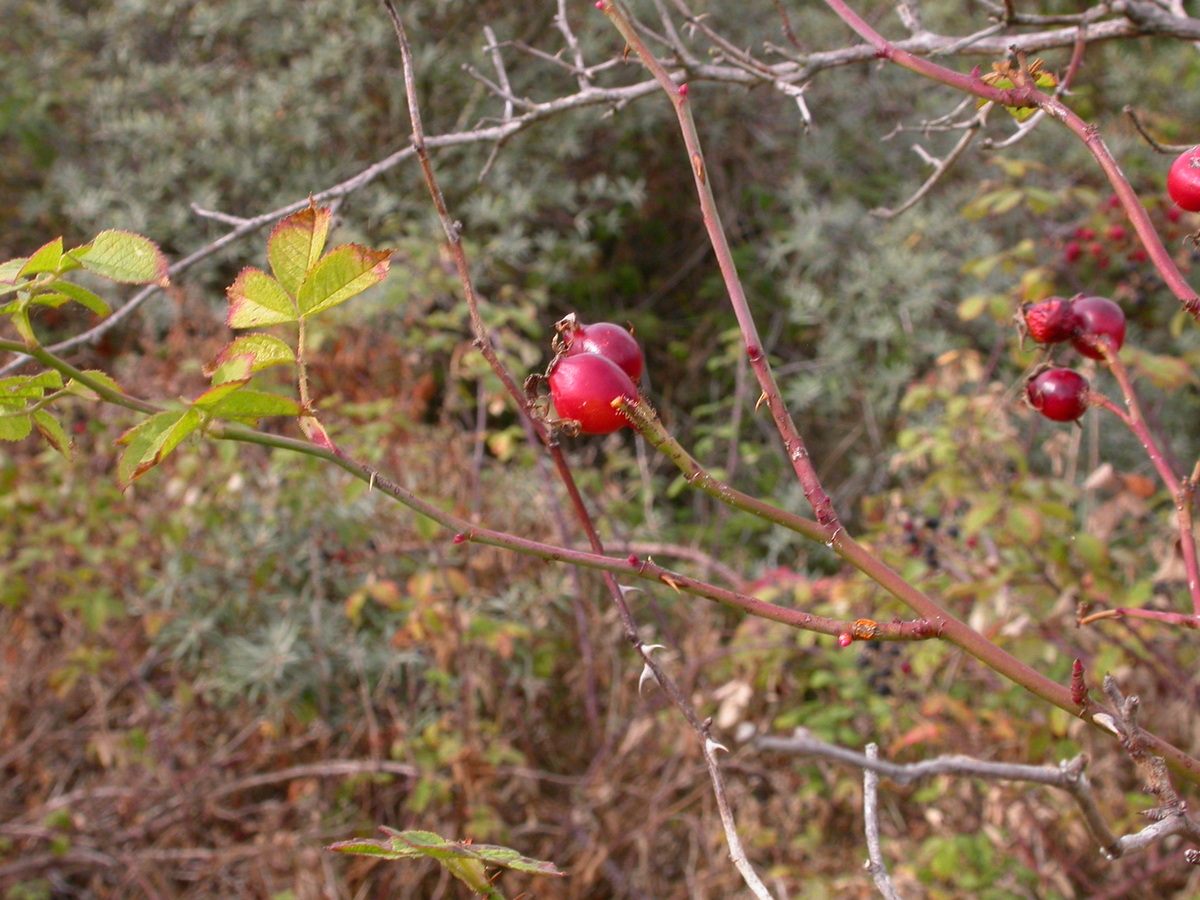 Rosa x gremlii (door Peter Meininger)