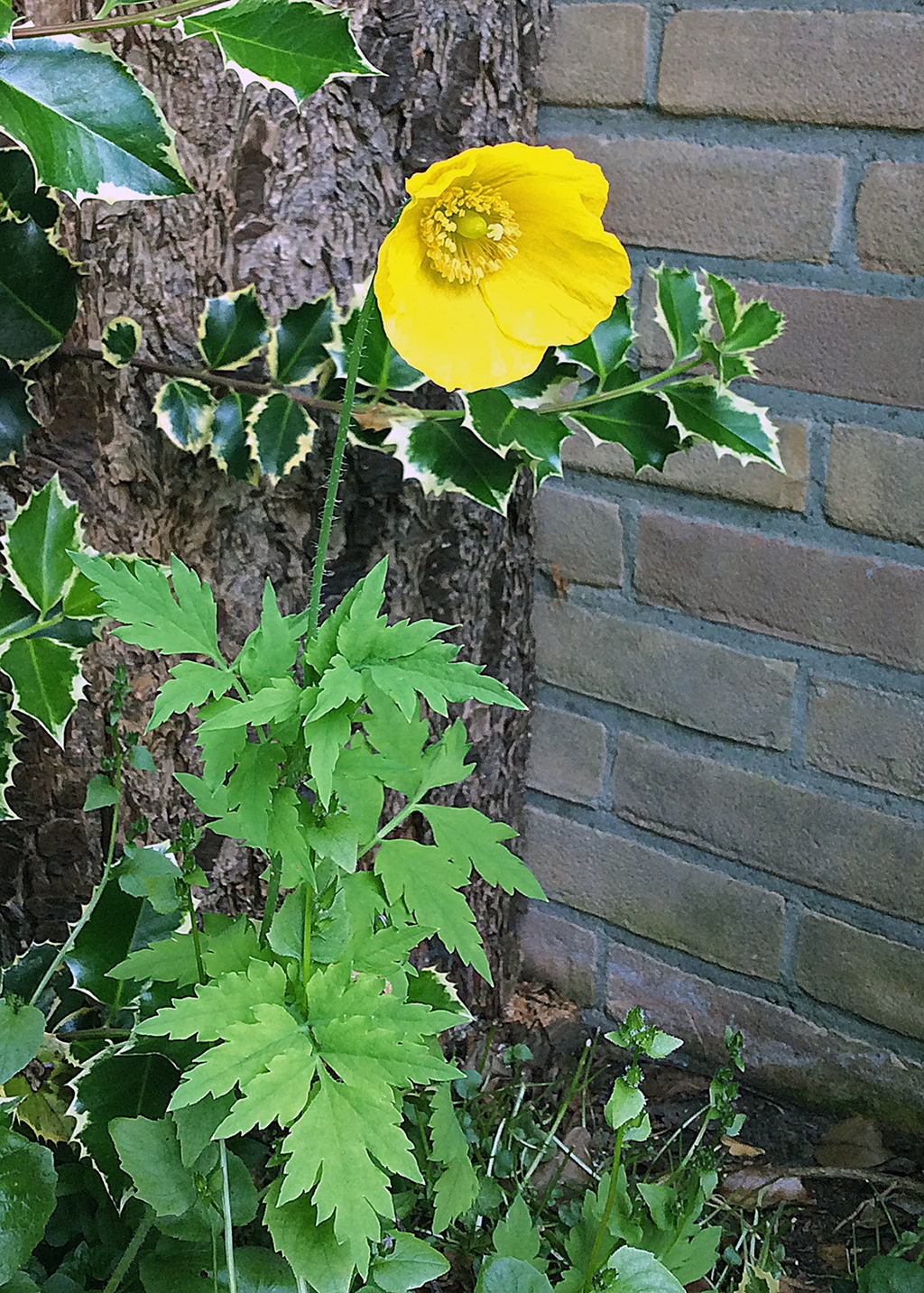 Papaver cambricum (door Ab H. Baas)