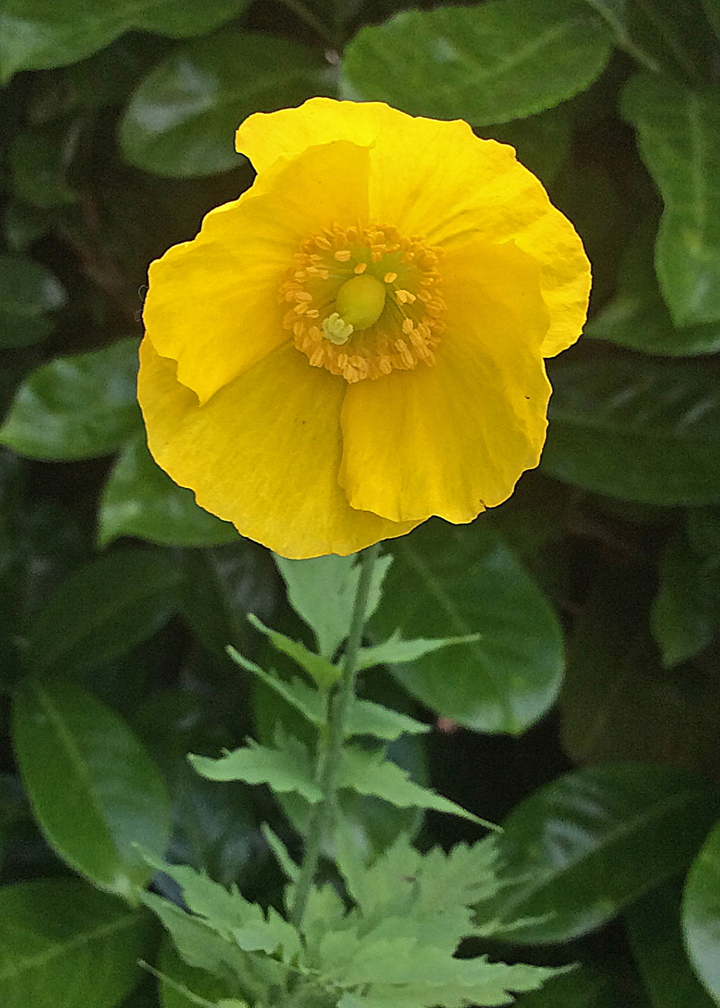 Papaver cambricum (door Ab H. Baas)