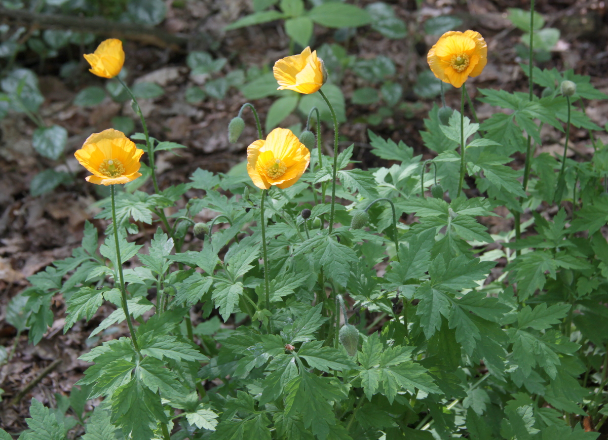 Papaver cambricum (door Peter Meininger)