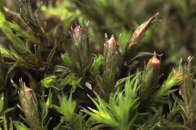 Schistidium crassipilum (door Klaas van der Veen)