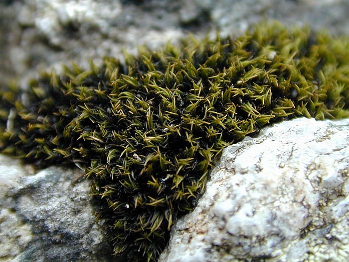 Schistidium maritimum (door Michael Lueth (www.milueth.de))