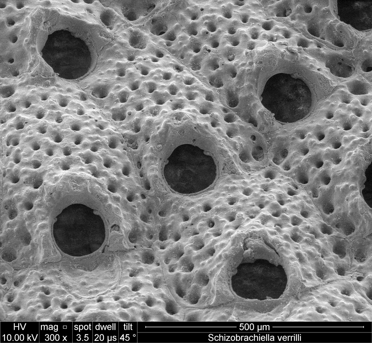 Schizobrachiella verrilli (door Hans De Blauwe)