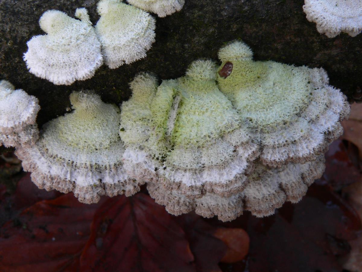 Schizophyllum commune (door Hans Meulenbelt)