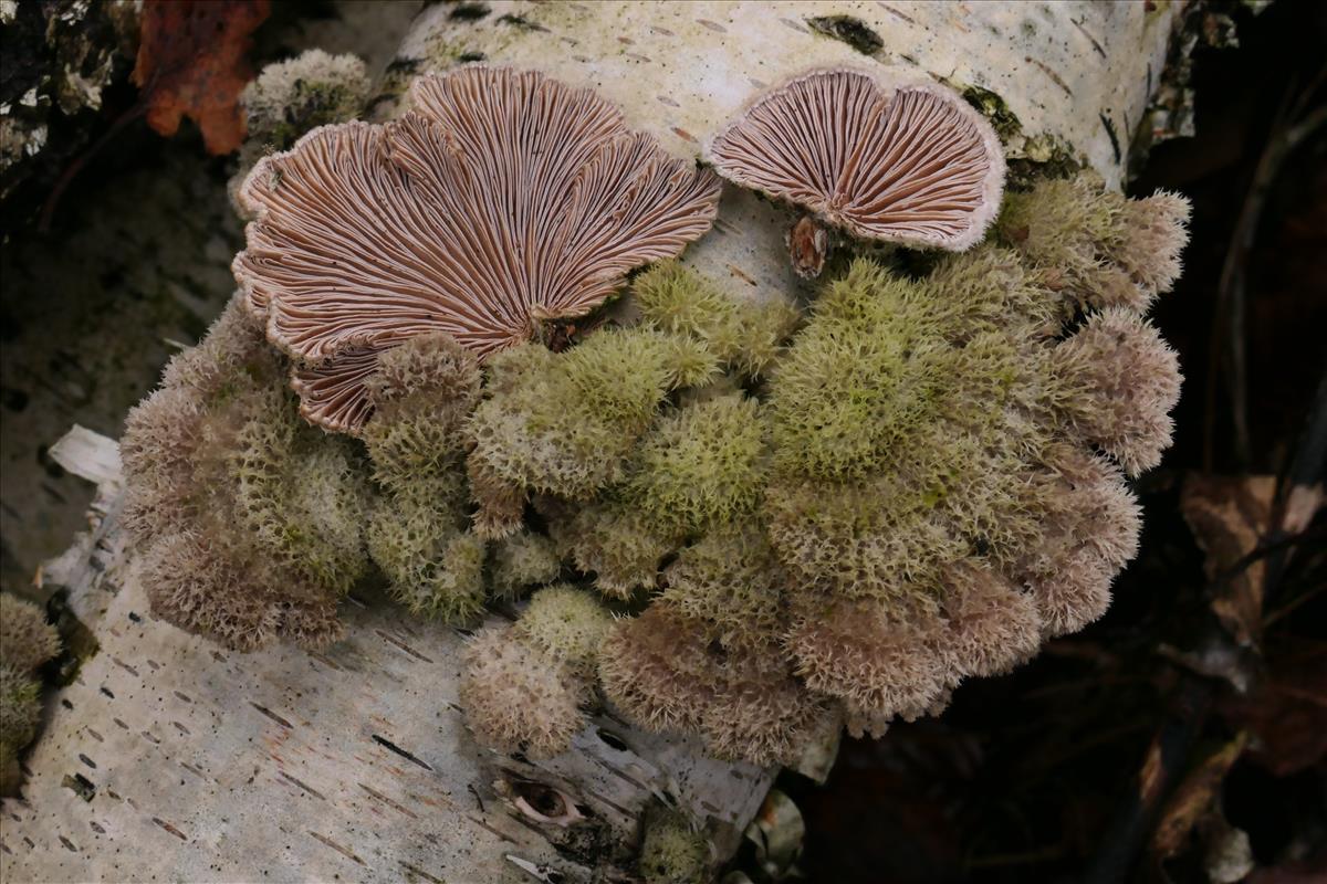 Schizophyllum commune (door Hans Meulenbelt)