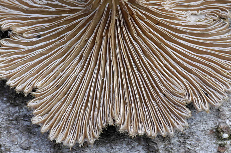 Schizophyllum commune (door Nico Dam)