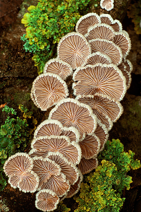 Schizophyllum commune (door Henk Huijser)