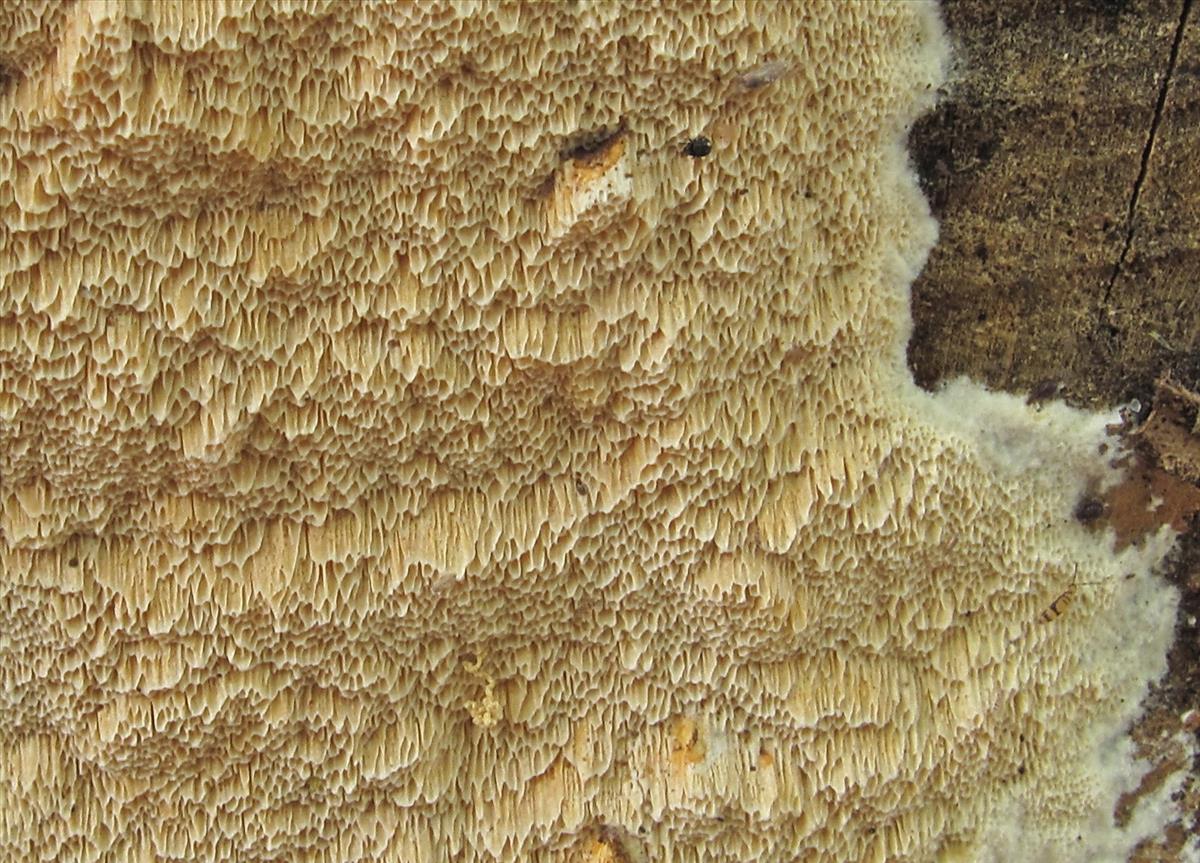 Schizopora flavipora (door Eduard Osieck)