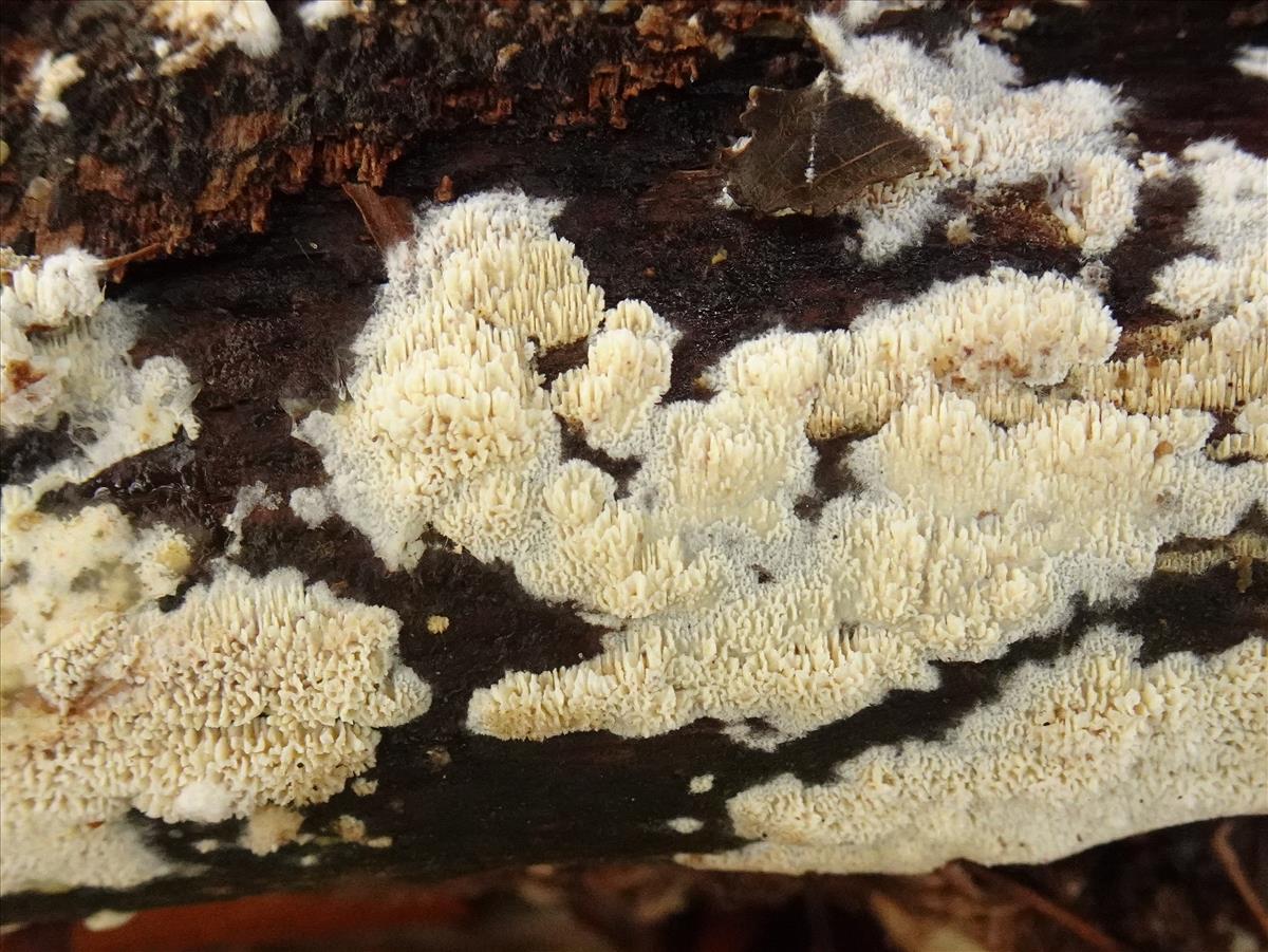 Schizopora paradoxa (door Hermien Wassink)